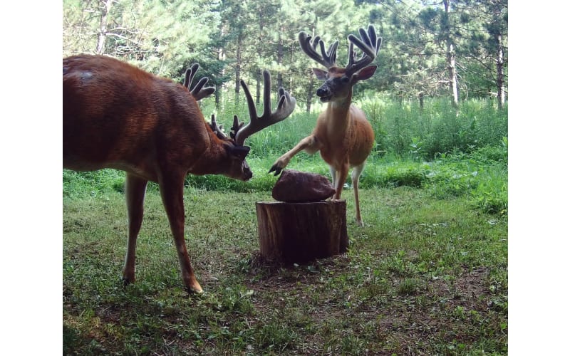 Trophy Rock All Natural Mineral Lick